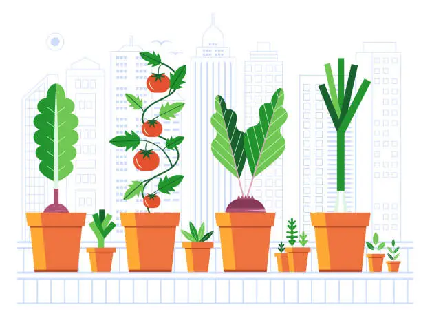 Vector illustration of Growing Vegetables on Balcony Urban Garden