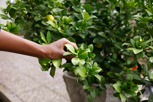 An unrecognized black African American woman hand is touching the lemon leaves and tree in the garden