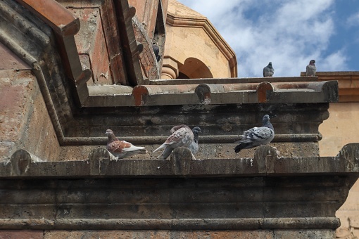 Pigeons on the roof of the church