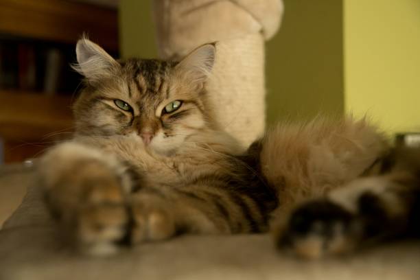 istock Siberian cat portrait 2148137851