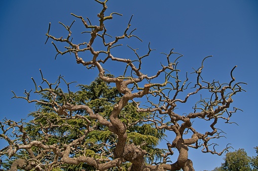 Dry tree branches and blue sky