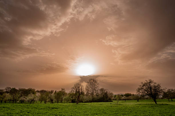 almond trees with sun flare