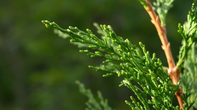 Green branches coniferous plant