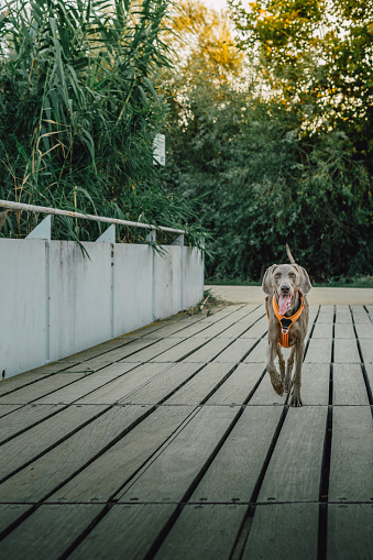 Young Braco de Weimar dog fetching his toy on a wooden walkway. Weimaraner dog looking for his toy.