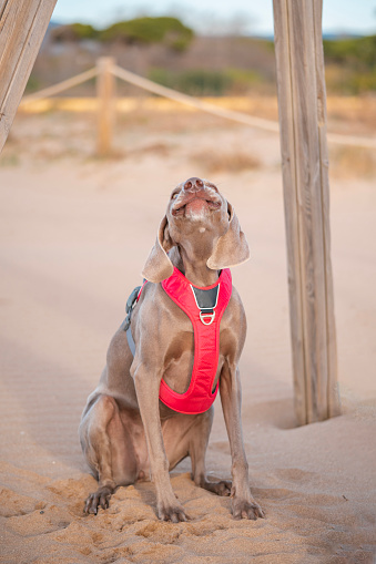 Young weimaraner dog about to bark. Weimaraner dog with a funny face.