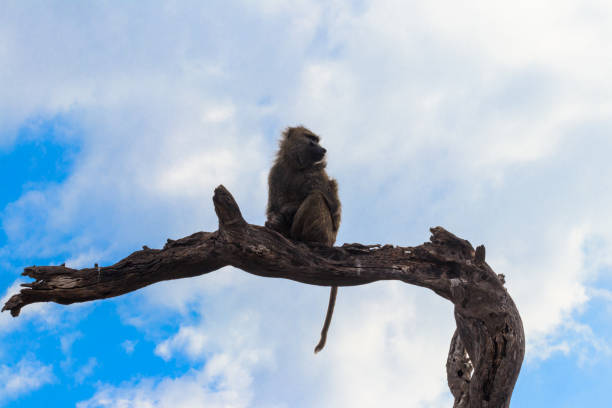 istock Olive baboon (Papio anubis), also called the Anubis baboon, sitting on a dried tree in Serengeti National Park in Tanzania 2148139930