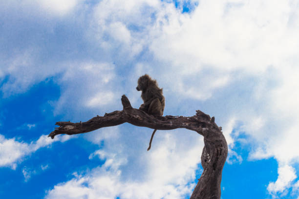 istock Olive baboon (Papio anubis), also called the Anubis baboon, sitting on a dried tree in Serengeti National Park in Tanzania 2148139932