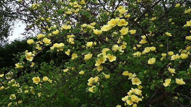 Rosa Hugonis Canary Yellow rose