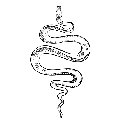 Snake vector illustration. Etched drawing of venomous Serpent. Engraving of occult Viper painted by black inks in outline style. sketch of python. Line art of cobra poisonous animal or anaconda.
