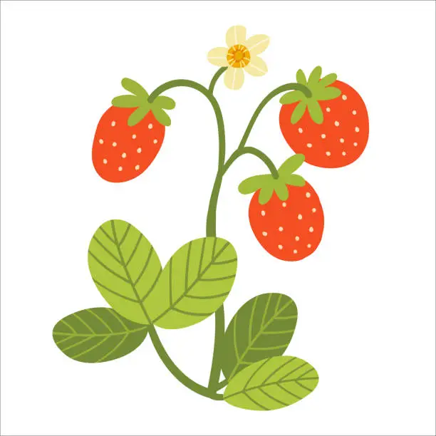 Vector illustration of Strawberry bush with leaves and berries blossoms. Color vector illustration of growing berry plant isolated on white background.