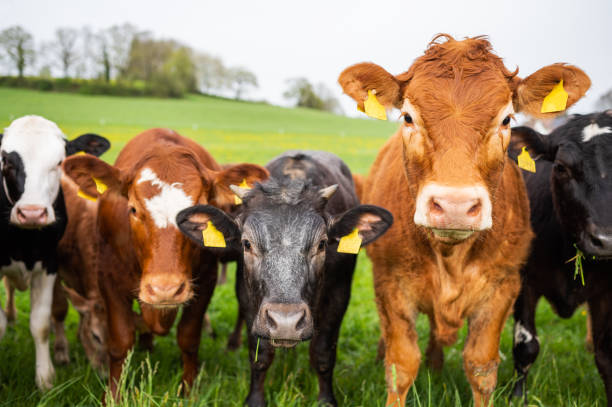 istock Dairy and beef Cows and Bulls grazing on grass and pasture in a field 2148142117