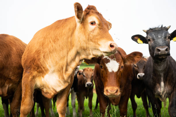 istock A herd of beef cattle on a free range cow ranch farm 2148142118