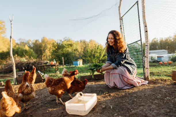 istock Happy middle aged woman on a private farm feeding chickens 2148142563