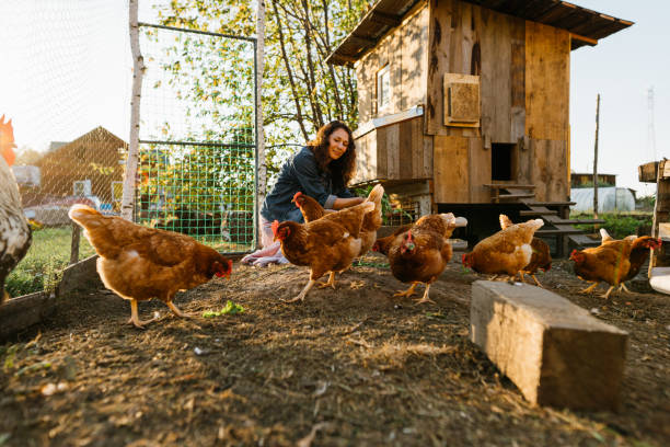 istock Happy middle aged woman on a private farm feeding chickens 2148142568