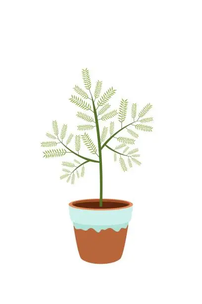 Vector illustration of A houseplant in a pot. Asparagus. Garden in the house. Vector.