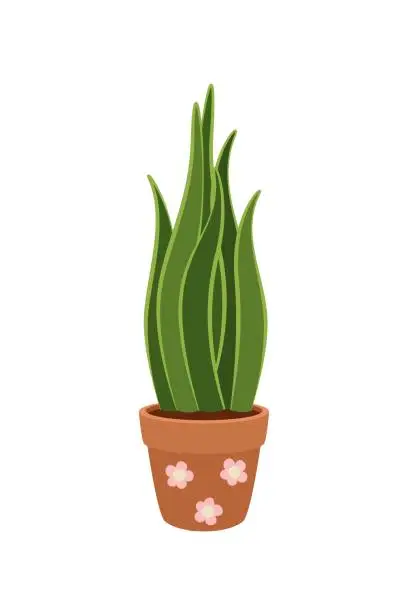 Vector illustration of A houseplant in a pot. Sansevieria. Garden in the house. Vector.