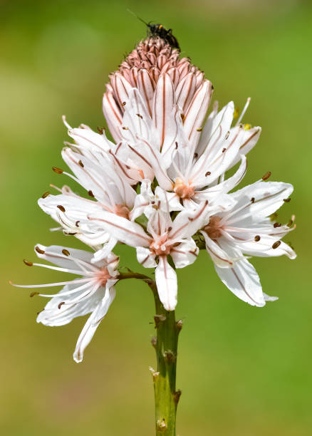 istock medicinal plants that grow spontaneously in nature 2148142650
