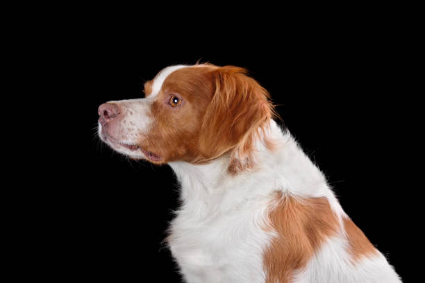 istock White and brown brittany spaniel dog 2148142711