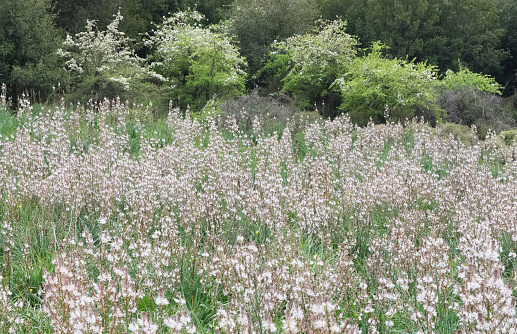 medicinal plants that grow spontaneously in nature