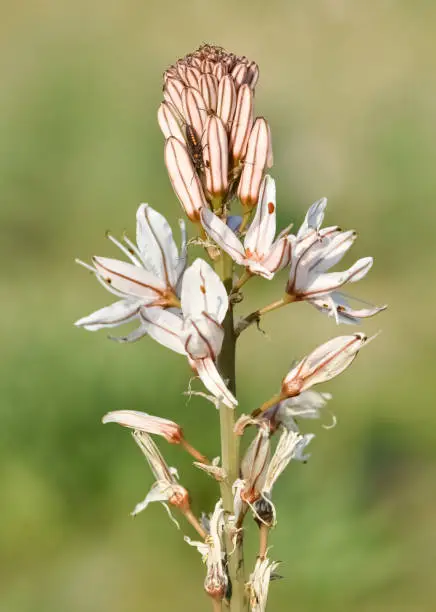 Photo of medicinal plants that grow spontaneously in nature