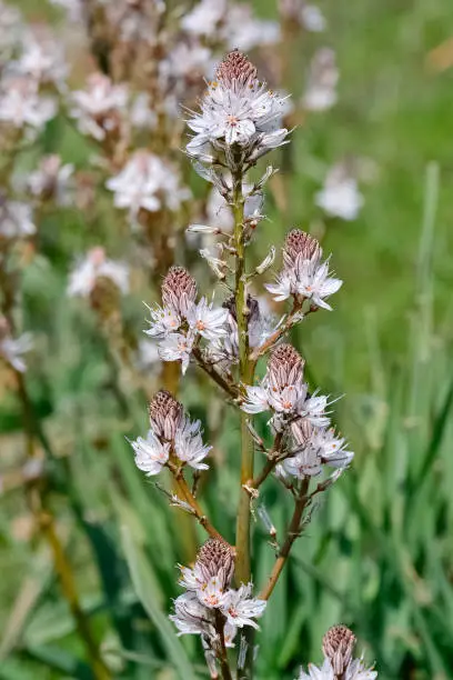 Photo of medicinal plants that grow spontaneously in nature