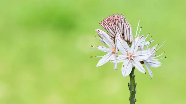 Photo of medicinal plants that grow spontaneously in nature