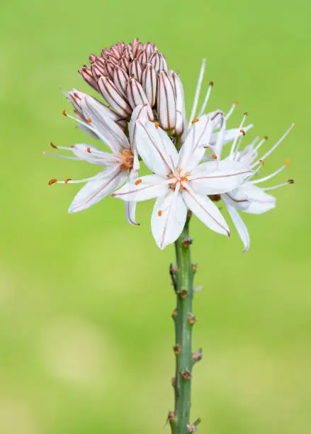 Photo of medicinal plants that grow spontaneously in nature