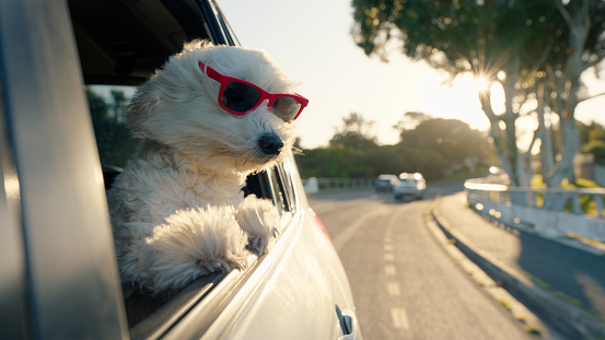 Travel, shades and car window with dog on road trip for holiday or vacation in summer. Adventure, journey or trip and adorable little maltese poodle with sunglasses in vehicle for transport on street