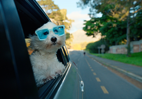 Travel, sunglasses and car window with poodle on road trip for holiday or vacation in summer. Adventure, journey and trip with adorable little maltese puppy dog in vehicle for transport on street