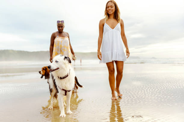 istock walking with the dogs on the beach 2148143822