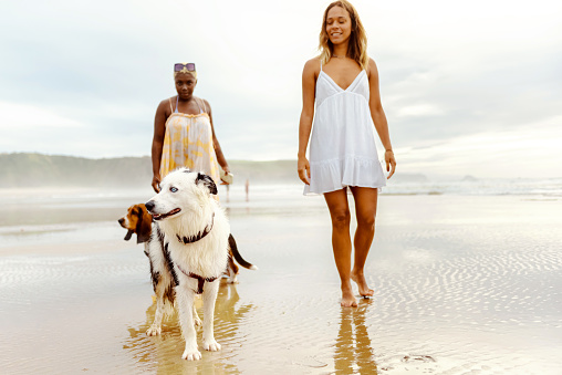 Two girls walking their dogs along the beach shore during the summer. Border collie and hound dog on the beach with their owners.