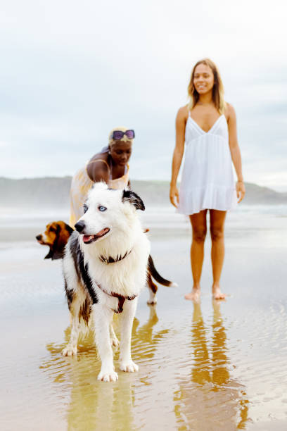 istock walking with the dogs on the beach 2148143824