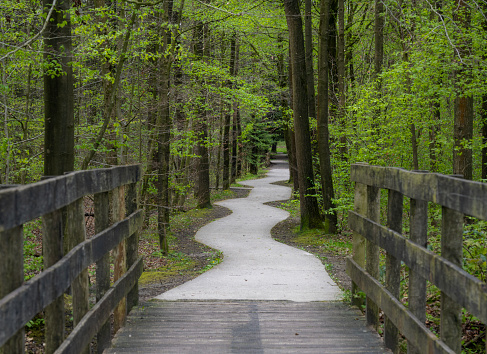 Winding footpath in a picturesque forest with a bridge in the foreground