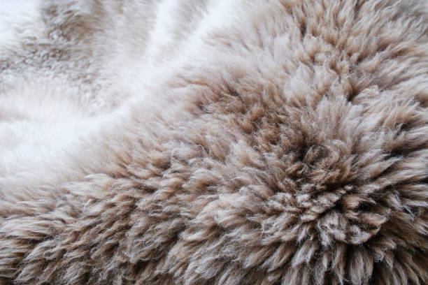 istock Background of a  sheep fur in white and brown 2148144417