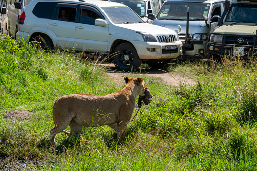 lionesses with antelope - pray meat remainings. Safari vehicle passengers taking photos of animals. Naturally animals habitation in Africa. Masai Mara National Park, Kenya. February 3, 2024.