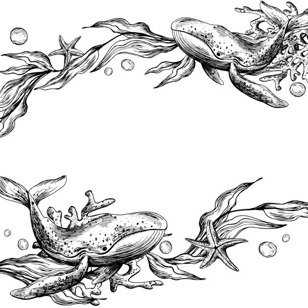 ilustrações de stock, clip art, desenhos animados e ícones de underwater world clipart with sea animals whale, starfish, bubbles, coral and algae. graphic illustration hand drawn in black ink. template, frame eps vector. - etching starfish engraving engraved image