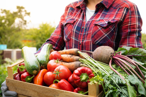 kuvapankkikuvat ja rojaltivapaat kuvat aiheesta wooden box with a crop of organic vegetables in the hands of a farmer in a greenhouse, harvesting concept, space for text - vihannes