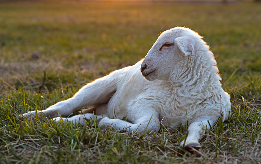 Sun just at the horizon behind a white Katahdin sheep lamb that is white and laying down on a grassy paddock in a rotational grazing farm near Raeford North Carolina.