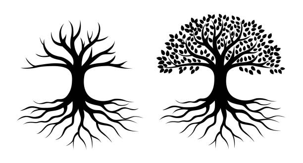 illustrations, cliparts, dessins animés et icônes de black tree with root, live icon, tree logo - arbre à feuilles caduques