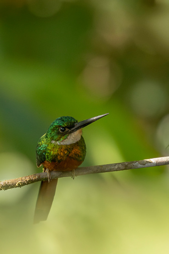 A male Rufous-tailed Jacamar,  Galbula ruficauda, of the nominate subspecies ruficauda, perched on a branch in a forest in Trinidad.