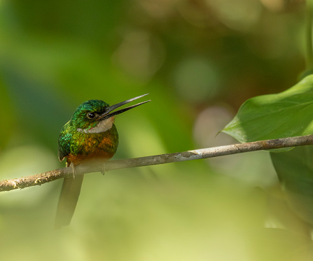 A male Rufous-tailed Jacamar,  Galbula ruficauda, of the nominate subspecies ruficauda, perched on a branch with an open beak in a forest in Trinidad