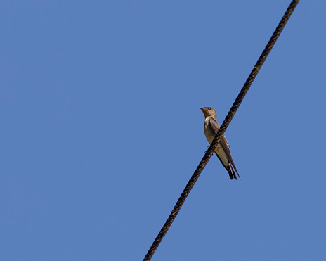 A female Grey-breasted Martin, Progne chalybea, of the nominate subspecies chalybea, perched on an overhead wire against a clear, blue sky: Trinidad. Cropping possibilities and plenty of copy space.