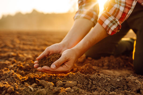 istock Farmer's hands holding soil, checking soil health before sowing. 2148147659