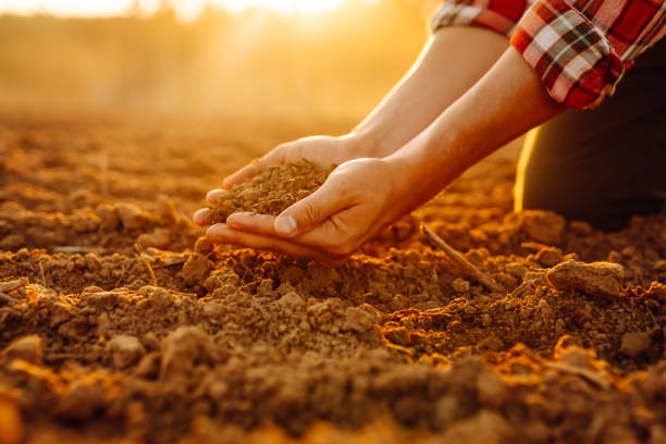 istock Farmer's hands holding soil, checking soil health before sowing. 2148147665