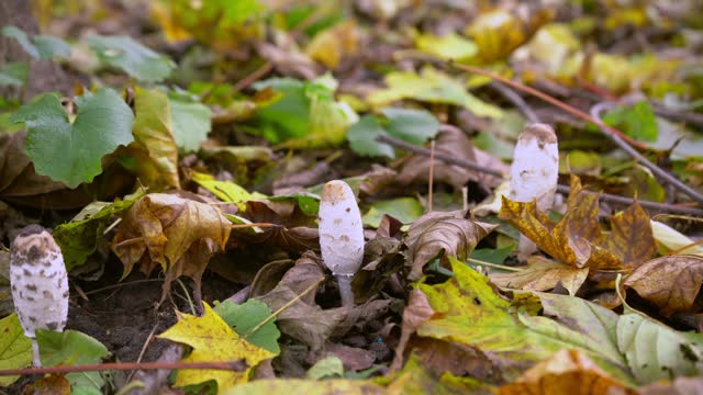 Mushrooms under fallen leaves.  Coprinus comatus, shaggy ink cap