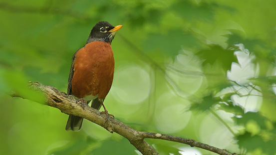 Male American robin (with a redder breast and blacker head than the female) taking a break from singing from a branch of a sugar maple in the spring woods. Scientific name: Turdus migratorius.

Singer-songwriter Cat Stevens said:

