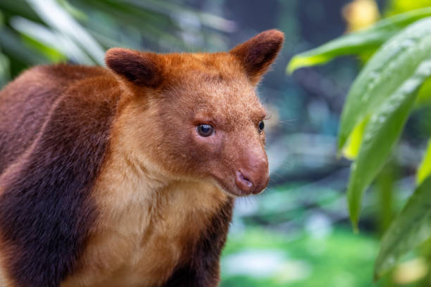 istock Goodfellows or ornate tree kangaroo against dense jungle foliage. This arboreal marsupial is endangered in the wild. 2148149802