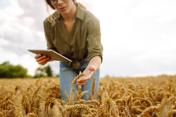 istock Female farmer using digital tablet in wheat field. 2148149967