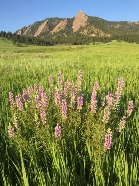 istock Lupines at Chautauqua Park in Boulder Colorado 2148150237