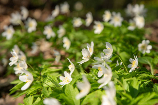 Wood Anemones at sunset in the wood during spring time, backlighting